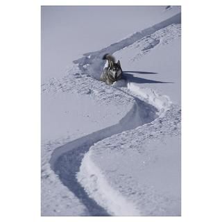 Wall Art  Posters  Husky in ski tracks through deep