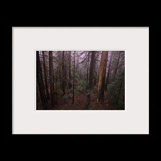 Humboldt Redwoods State Park, California  National Geographic Art