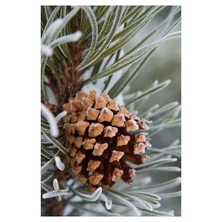Close Up image of frost covered pine cone on branc Poster