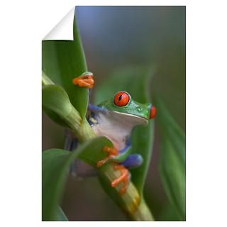 Frog Wall Decals  Frog Wall Stickers