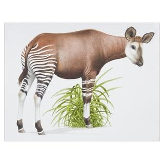 Wall Art  Posters  Okapia johnstoni, Okapi with a