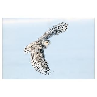 Wall Art  Posters  Snowy Owl (Nyctea scandiaca