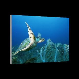 Endangered Hawkbill Turtle, Florida  National Geographic Art Store