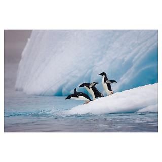 Adelie Penguin (Pygoscelis adeliae) trio diving off iceberg, Paulet