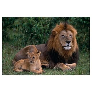 Wall Art  Posters  African Lions Poster