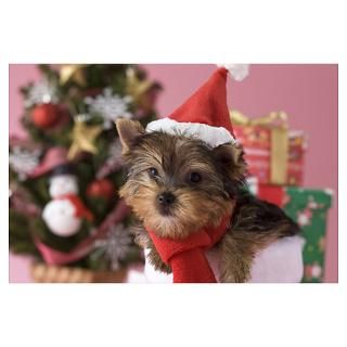 Wall Art  Posters  Yorkshire Terrier Puppy and