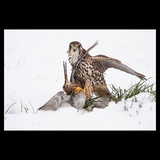 National Geographic Art Store  December, 2012  A merlin with a