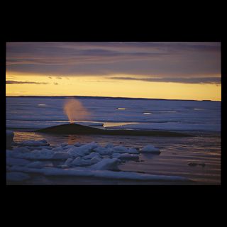 National Geographic Art Store  2012_01_05 011  Foxe Basin