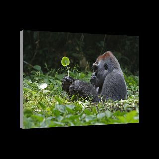Mondika, Democratic Republic of the Congo  National Geographic Art