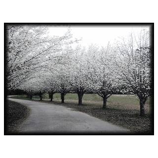Wall Art  Posters  Pear Trees Poster