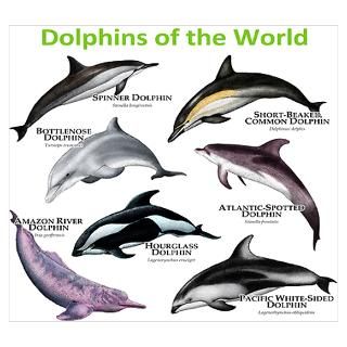 Wall Art  Posters  Dolphins of the World Wall Art