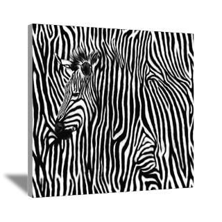 Zebra Canvas Art  Zebra Art on Canvas