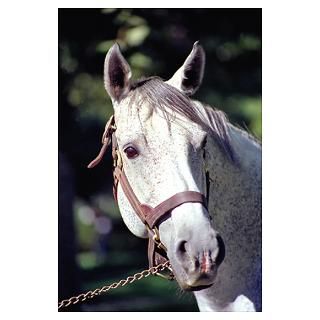 Wall Art  Posters  Spectacular Bid Poster