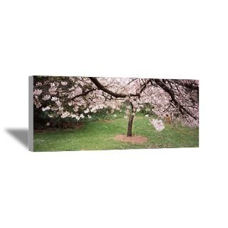 Wall Art  Canvas Art  Cherry Blossom tree in a park