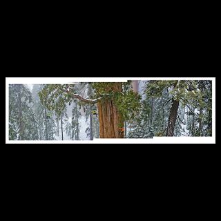 team of scientists measure a giant sequoia  National Geographic Art