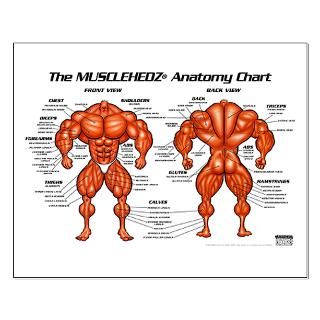 size 19 3 x 12 7 view larger musclehedz anatomy chart small poster