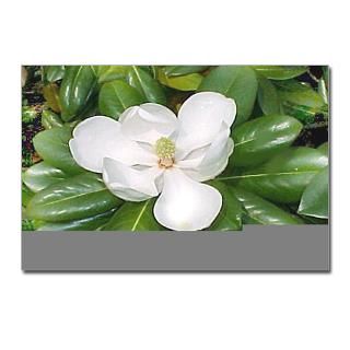 Postcards (Package of 8)  The Magnolia Store  Southern magnolias on