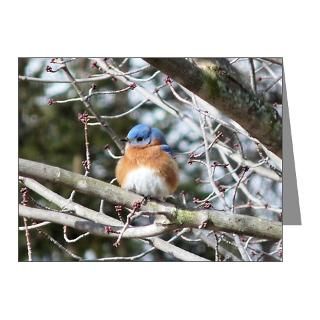 Gifts  Bird Note Cards  Eastern Bluebird Note Cards (Pk of 10