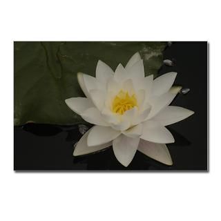 water lily 15 postcards package of 8