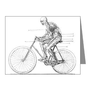 Muscles used in cycling 19th century   Note Cards