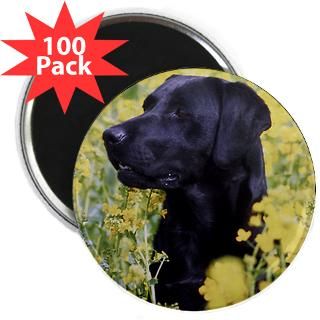 black labrador 2 25 magnet 100 pack $ 104 99