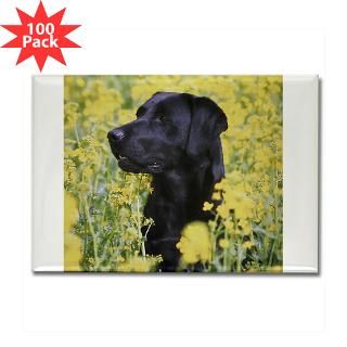 Black Labrador Rectangle Magnet (100 pack)