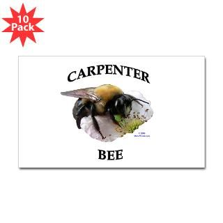 Carpenter Bee  Show Me Joes Nature Shop