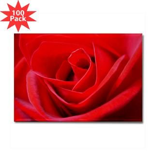 Beautiful Red Rose Gifts & Shirts  Red Rose Gifts, T shirts & Apparel