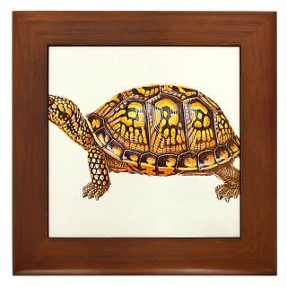 Eastern Box Turtle Framed Art Tiles  Buy Eastern Box Turtle Framed
