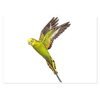 Audubon Gifts  Audubon Flat Cards  Budgerigar.png 3.5 x 5 Flat Cards