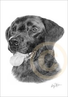 Dog Black Labrador Print Pencil Drawing A4 Signed Le of 50 Art