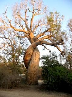 allee des baobab est aussi la porte d entree