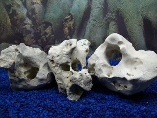 Natural Texas Holey Limestone Cichlid Aquarium Rock 56