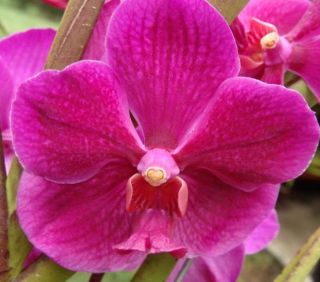Vanda Roberts Delight Crownfox Big Red Award Winning Orchid Plant
