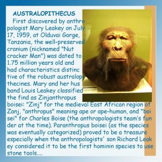Australopithecus First Nutcracker Man Dinosaur Mini 3D Art Figure