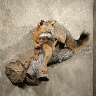 10888 N+  Grey Fox Life Size Wall Hanging Taxidermy Full Mount ~ Red
