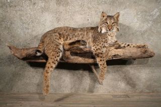 10737 E Bobcat Life Size Laying Taxidermy Mount on Branch Lynx