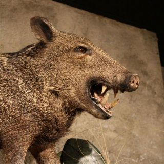 8286 E Javelina Life Size Wall Taxidermy Mount Shoulder Boar Peccary