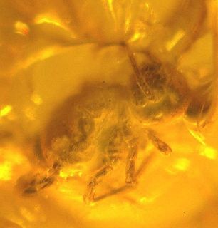 Very RARE Fossil Springtail Symphypleona in Genuine Baltic Amber