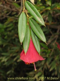 Image of Philesia magellanica (Coicopihue)