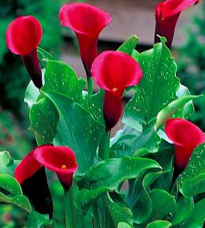 Calla Lily Majestic Red Bulb Long Lasting Blooms
