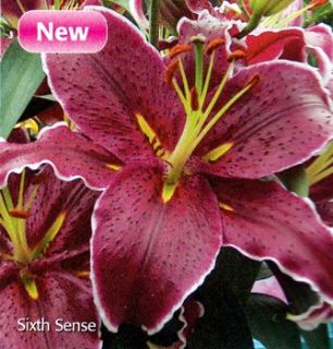 Sixth Sense Oriental Lily 2 Bulbs New Deep Magenta