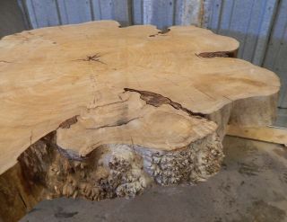 Large Wood Coffee Dining Table Top Slab Red Elm Circle Cut Tree Slice