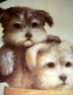 Ruane Manning Puppy Pals Duo of Cute Terrier Puppies Hide and Seek