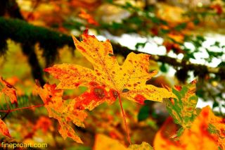 Maple Leaf Beautiful Modern Professional Photography Picture Image