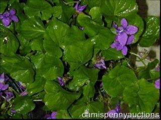 Violets Purple Perennial Ground Cover flower Royal Robe Marsh Plant