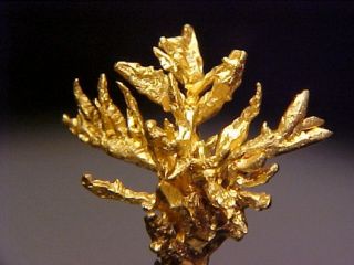 Superb Native Gold Crystal Cluster Mina Zapata Venezuela