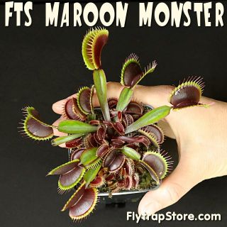 RARE FTS Maroon Monster Venus Flytrap Carnivorous Plant