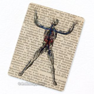 Circulatory System Deco Magnet; Anatomy Medical Illustration Fridge