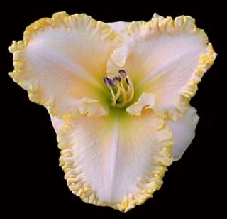 JIM McKINNEY   DF   B7A   Crochet 1996   DAYLILY